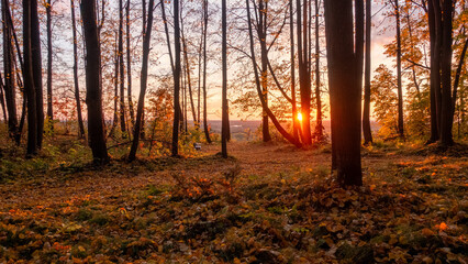 Obraz premium Golden Sunset Through Autumn Forest Trees