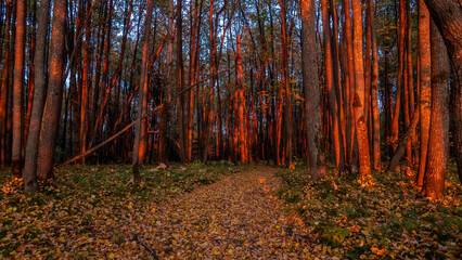 Sunset Glow on Autumn Forest Path