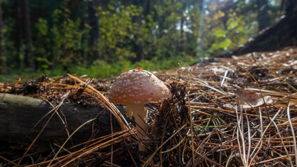 Wild Mushroom Growing in Forest Pine Needles