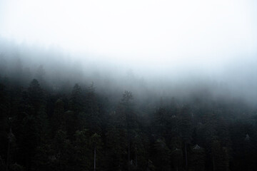 Spooky Black Forest - 3