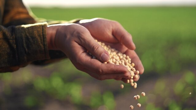 Agriculture. close up of hands preparing grains of soybeans. field agribusiness agriculture concept. Farmer sorting the peas on the farm crop. Close up of farmer sorting farm grains of soybeans on a.
