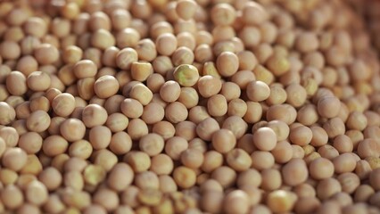 Agriculture. Close up of crumbling soybeans in a field. agriculture business farm concept. A farm of grains and peas in agriculture. Close up of crumbling grains and soybeans on lifestyle a farm.