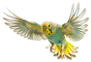 PNG Colorful parakeet in flight