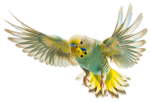 PNG Colorful parakeet in flight