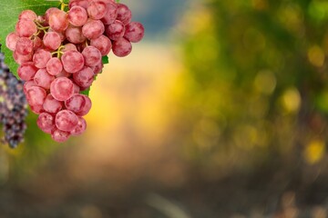 Red fresh ripe grapes hanging on vine farm.