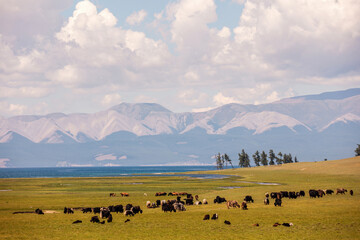 A herd of yaks and the Khuvsgul lake in Mongolia on the background