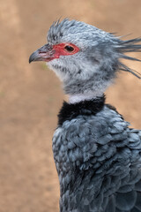 The southern screamer Chauna torquata is a species of bird in family Anhimidae of the waterfowl order Anseriformes