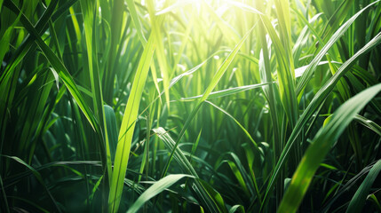 Bamboo grove in a dense forest. Sugar cane forest with sunset light. Nature concept.