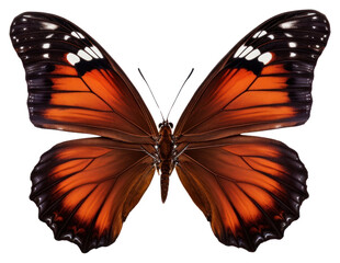 PNG  Vibrant butterfly with orange wings