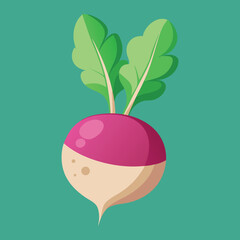 Set of juicy vegetables root vegetables pink and white radishes. Vector graphics.
