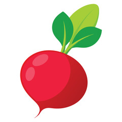 Set of juicy vegetables root vegetables pink and white radishes. Vector graphics.