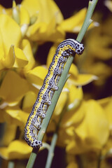 caterpillar of spectre moth on a broom plant