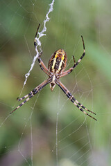 wasp spider in it's web, ventral side