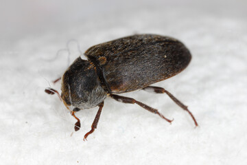 Leather beetle (Dermestes sibiricus). Skin beetle. A common pest in homes.