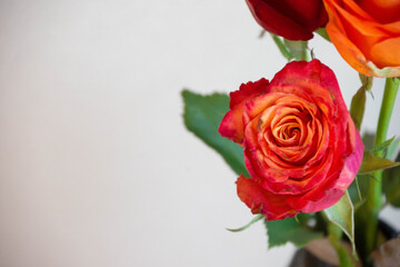 グラデーションカラーのバラ