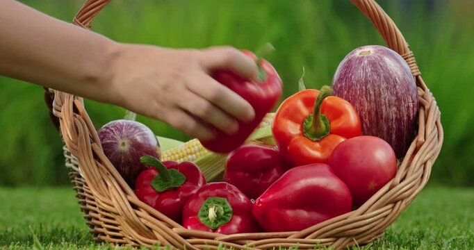 Farmer's hand picking fresh vegetables from a woven basket on a green meadow. Fresh organic produce.