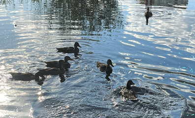 Many ducks near the shore. World Wetlands Day. International Day For Rivers. World Water Day. International Duck Day
