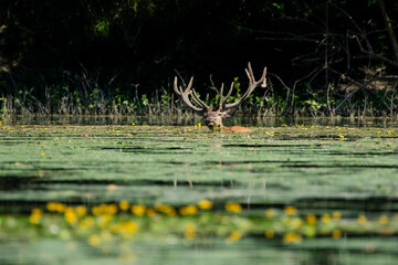 Deer with antlers submerged in water full of greenery.