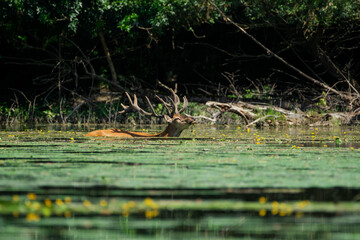 Stag swimming in a serene forested lake, calm scene.