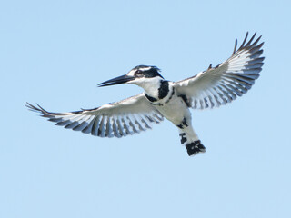 Pied Kingfisher