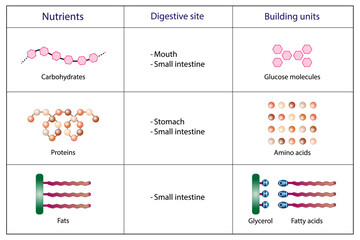 Nutrients, carbohydrates, lipids and proteins. Digestive and absorption sites. Building units, Glucose, Amino acids, Glycerol and Fatty acids molecules. Scientific vector illustration.