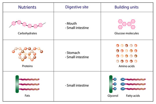Nutrients, carbohydrates, lipids and proteins. Digestive and absorption sites. Building units, Glucose, Amino acids, Glycerol and Fatty acids molecules. Scientific vector illustration.