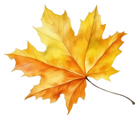 Obraz premium PNG Plant leaf tree fragility.