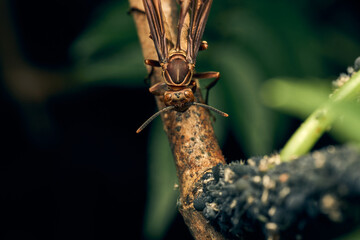 A wasp perched on a brown branch