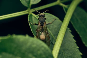 A wasp perched on a green leaf
