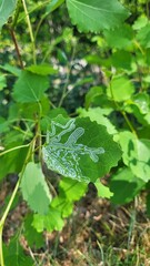 Intricate Leaf Mine Patterns