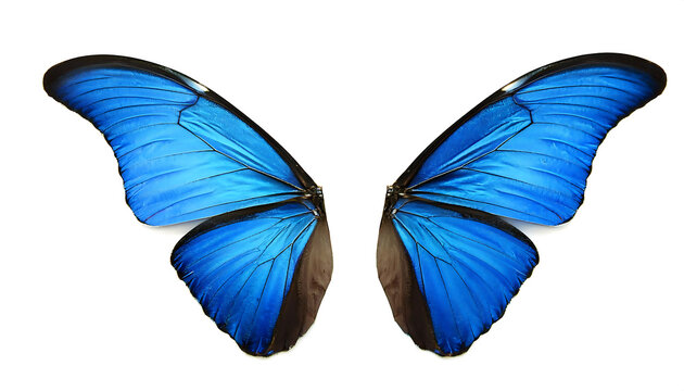 blue butterfly wings white background