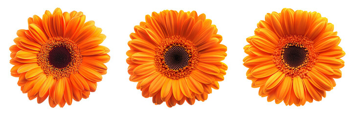  set of A Vibrant Orange Gerbera Daisy Flower Isolated on a transparent background