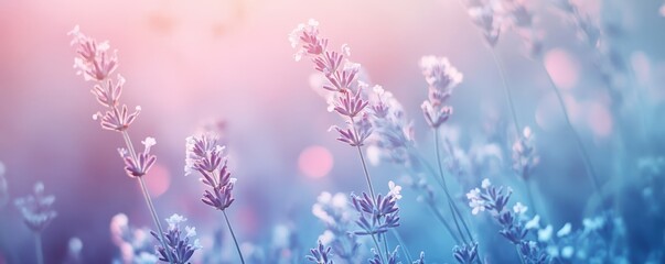 Soft and Dreamy Lavender Blossoms with Pale Turquoise Background in Pastel Hues