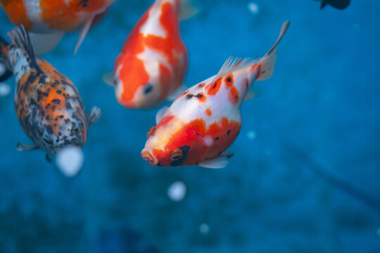 Close up of Tamasaba goldfish from Japan i