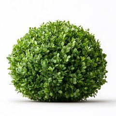 Obraz premium Round green bush on white background.