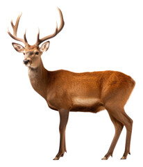 Fototapeta premium PNG Wildlife standing animal antler.