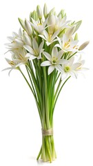 Obraz premium Anthericum Flower Bouquet Isolated on a White Background