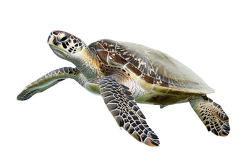 Fototapeta premium underwater turtle isolated