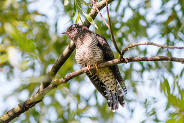 bird of prey