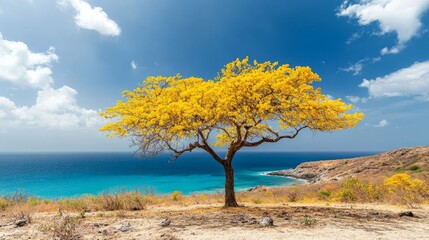 Views with Yellow Kibrache trees.