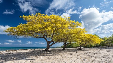 Yellow Kibrache trees in Curacao.