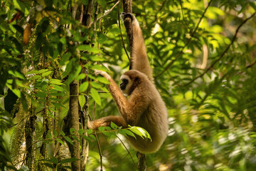 Sumatran lar gibbon in the nature habitat, also known as the Sumatran white-handed gibbon, is a...