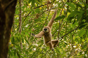 Sumatran lar gibbon in the nature habitat, also known as the Sumatran white-handed gibbon, is a...