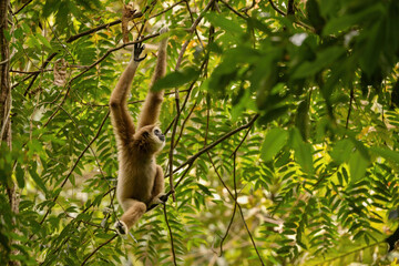 Sumatran lar gibbon in the nature habitat, also known as the Sumatran white-handed gibbon, is a subspecies of the lar gibbon, a primate in the gibbon family Hylobatidae. Hylobates lar vestitus.