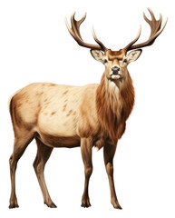 Fototapeta premium PNG Wildlife animal mammal deer.
