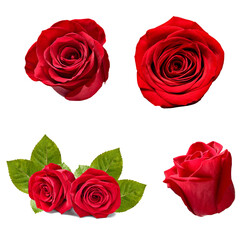 flower rose petal blosspm background