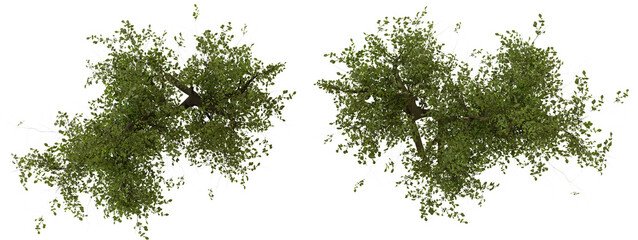 Top View Green Trees Isolated on transparent background