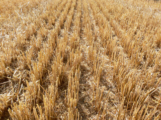 Fototapeta premium stalks in a field