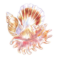 Seashell set of Scorpion Spider Conch, Rosy Wolf snail, Calico Scallop in watercolor. A marine gastropod mollusks, large sea snails with green, yellow, red, brown spots and stripes. Composition can be