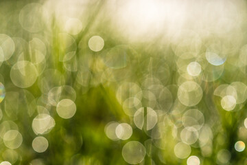 Obraz premium full frame of out of focus bright green background